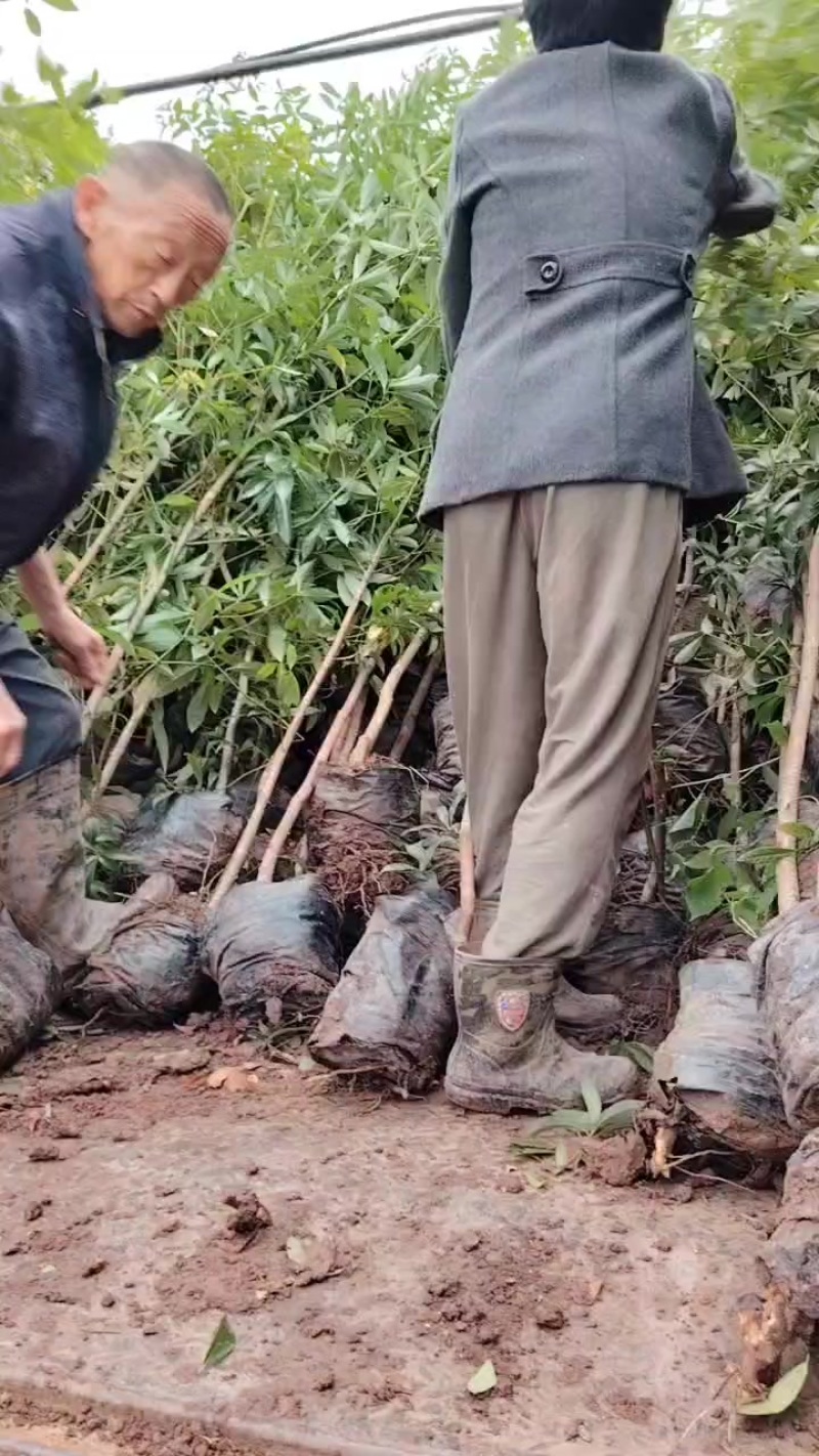地径1.5-2公分大杯苗小叶桢楠树苗造林楠木苗