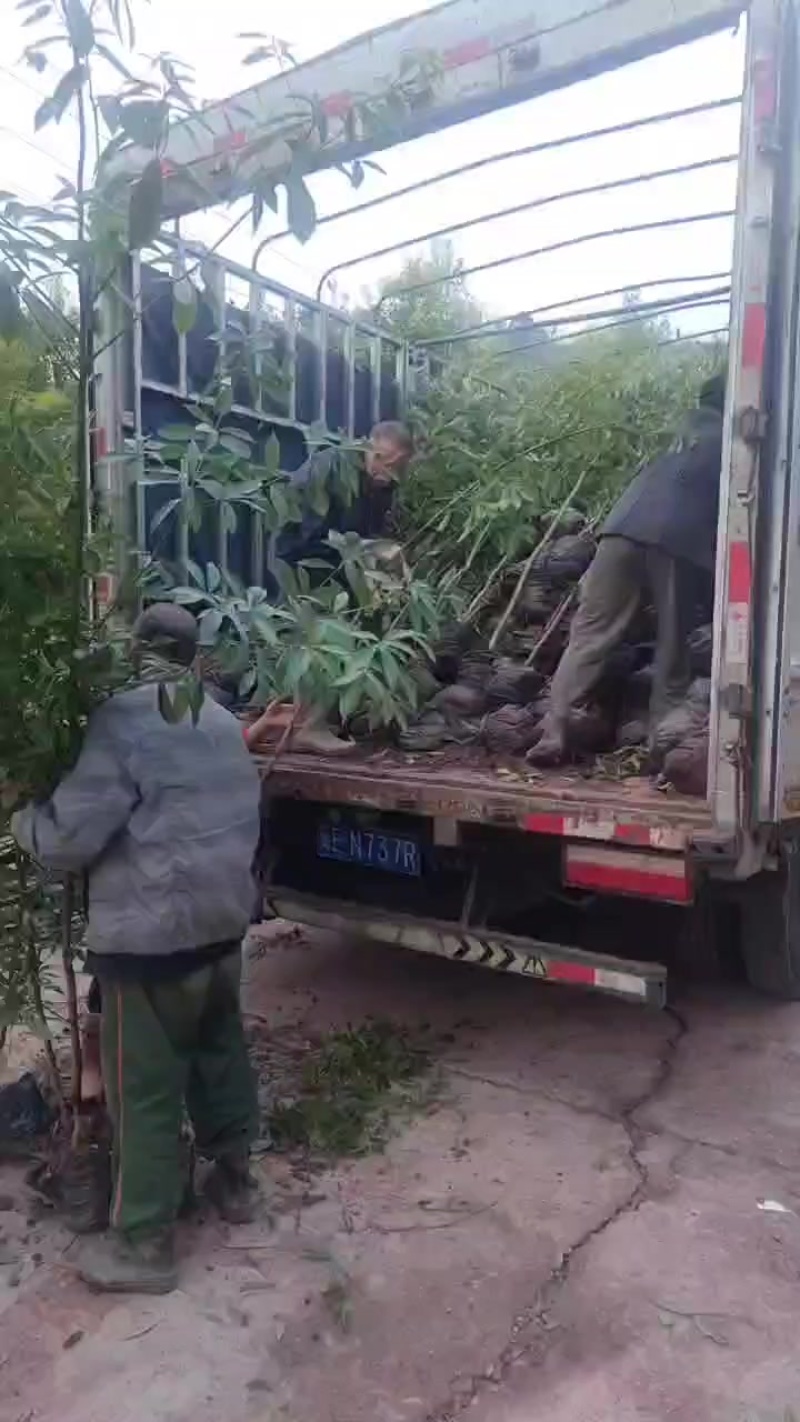 地径1.5-2公分大杯苗小叶桢楠树苗造林楠木苗