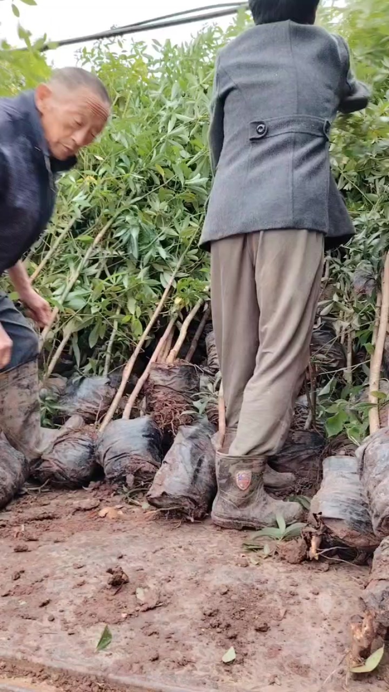 地径1.5-2公分大杯苗小叶桢楠树苗造林楠木苗