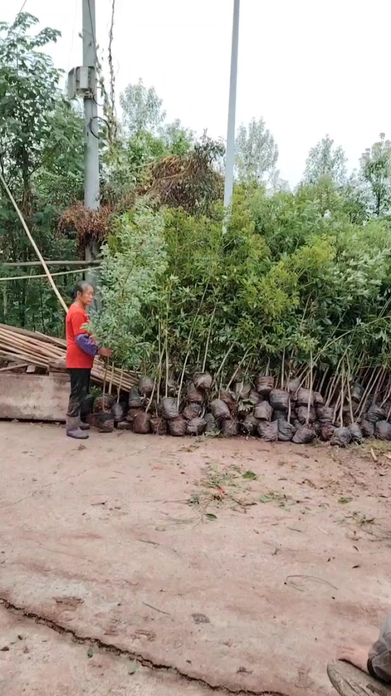 地径1.5-2公分大杯苗小叶桢楠树苗造林楠木苗