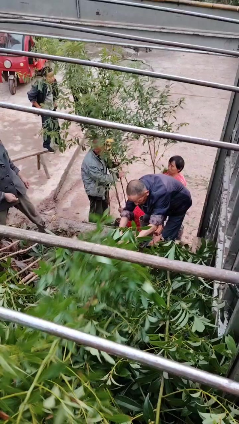 地径1.5-2公分大杯苗小叶桢楠树苗造林楠木苗