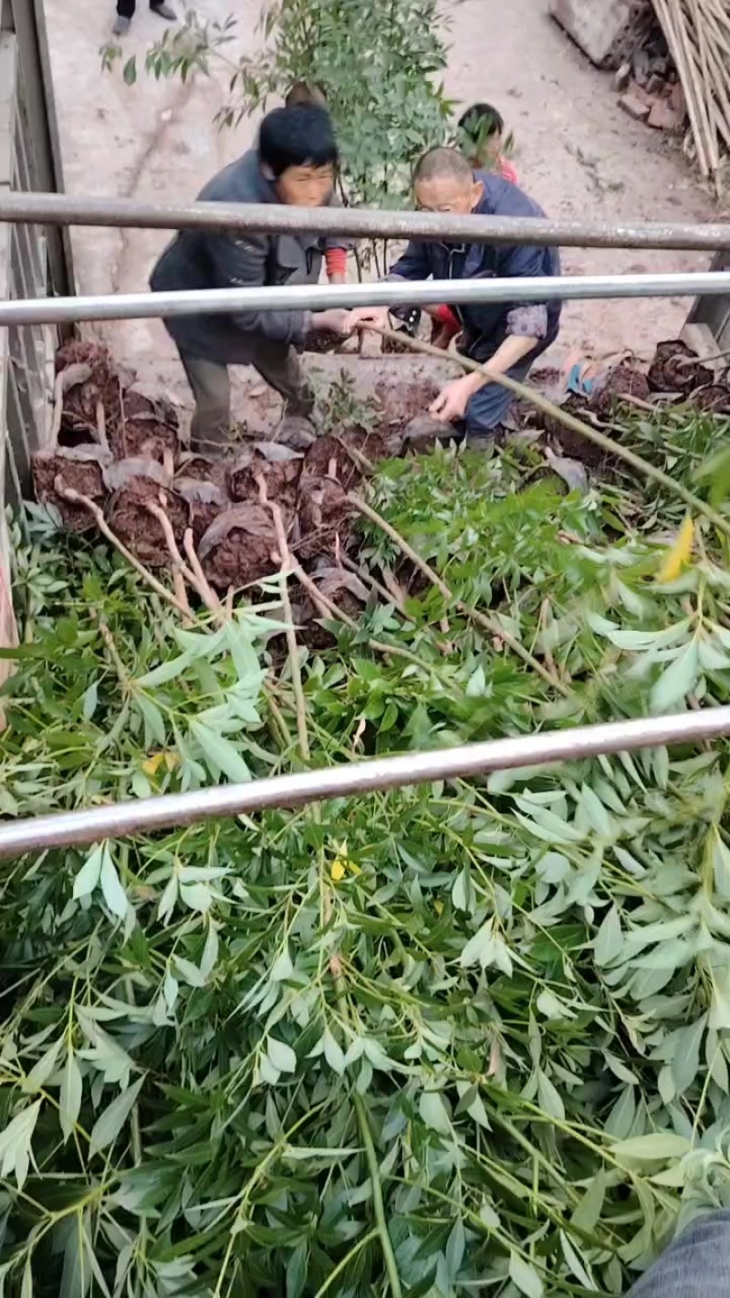 地径1.5-2公分大杯苗小叶桢楠树苗造林楠木苗