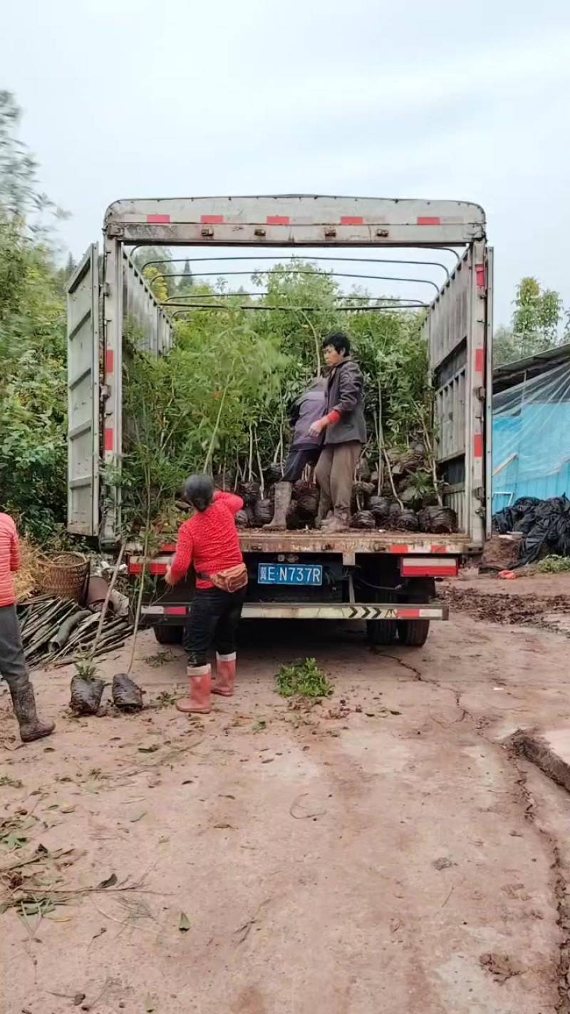 地径1.5-2公分大杯苗小叶桢楠树苗造林楠木苗