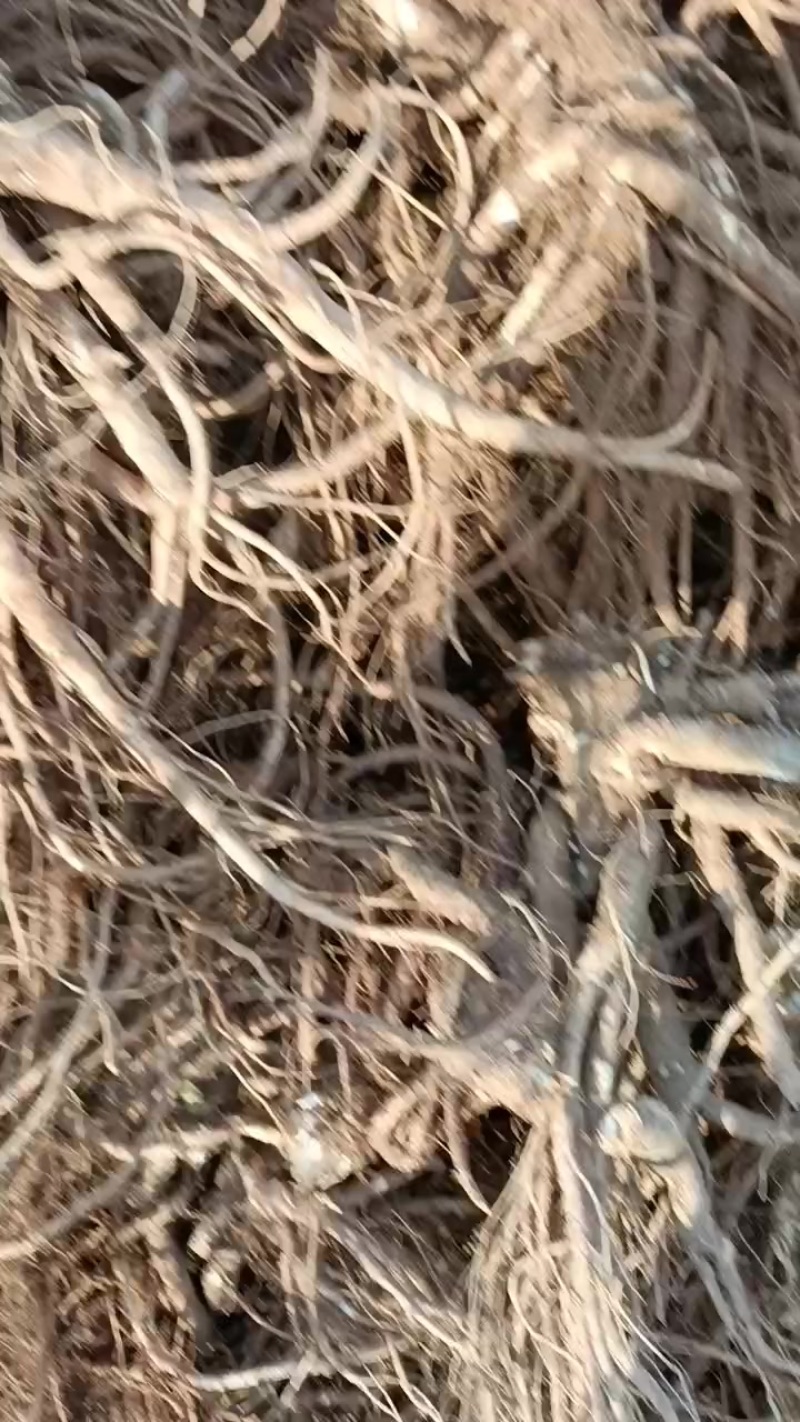 四川当归