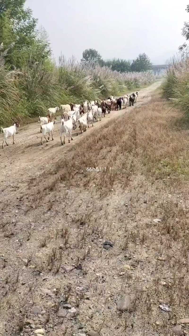 放养山羊