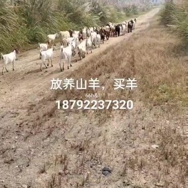放养山羊