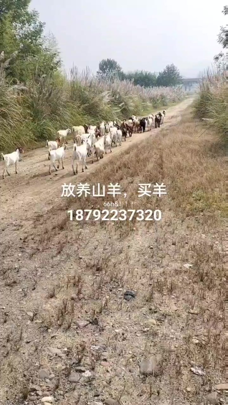 放养山羊