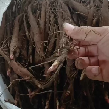 两年芍药苗有货，量不多了