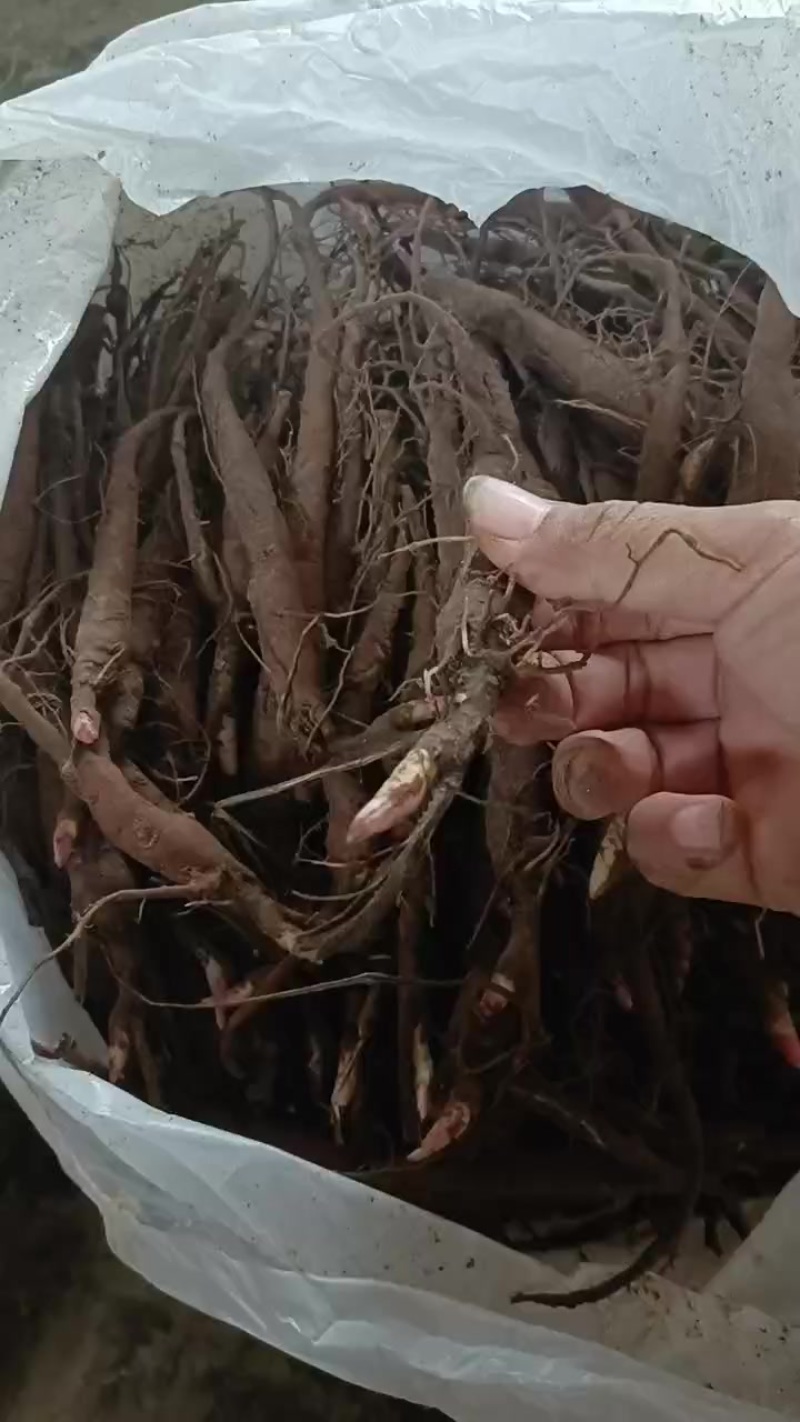 两年芍药苗有货，量不多了