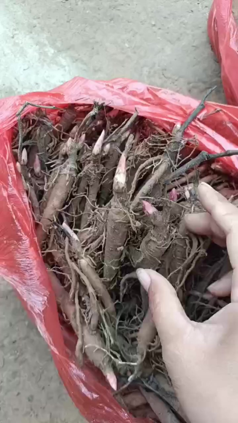 两年芍药苗有货，量不多了