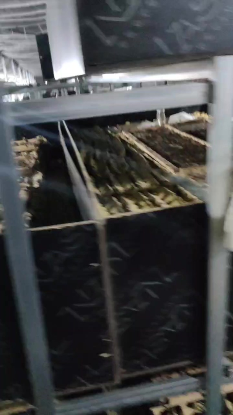 活体蟋蟀蟋蟀冻货