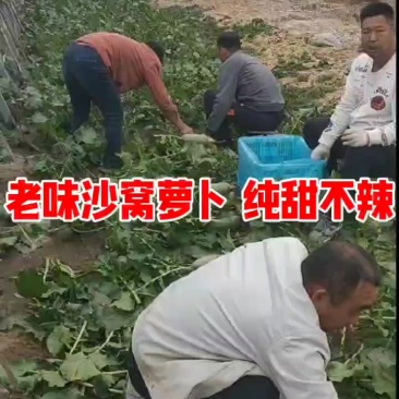 天津沙窝萝卜批发零售团购一件代发