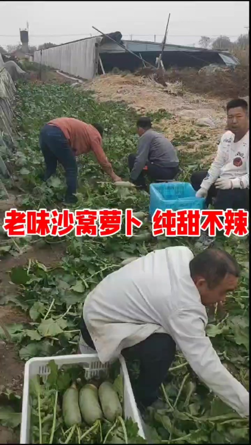 天津沙窝萝卜批发零售团购一件代发