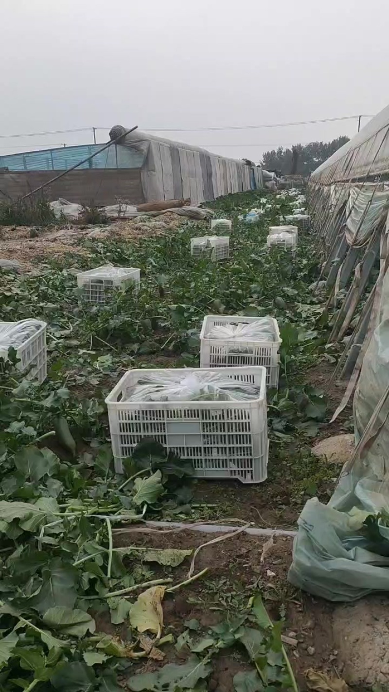 天津沙窝萝卜批发零售团购一件代发