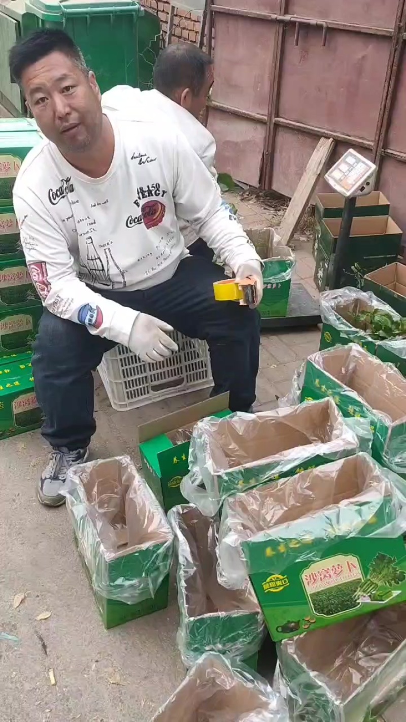 天津沙窝萝卜批发零售团购一件代发