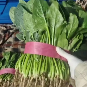 大叶菠菜