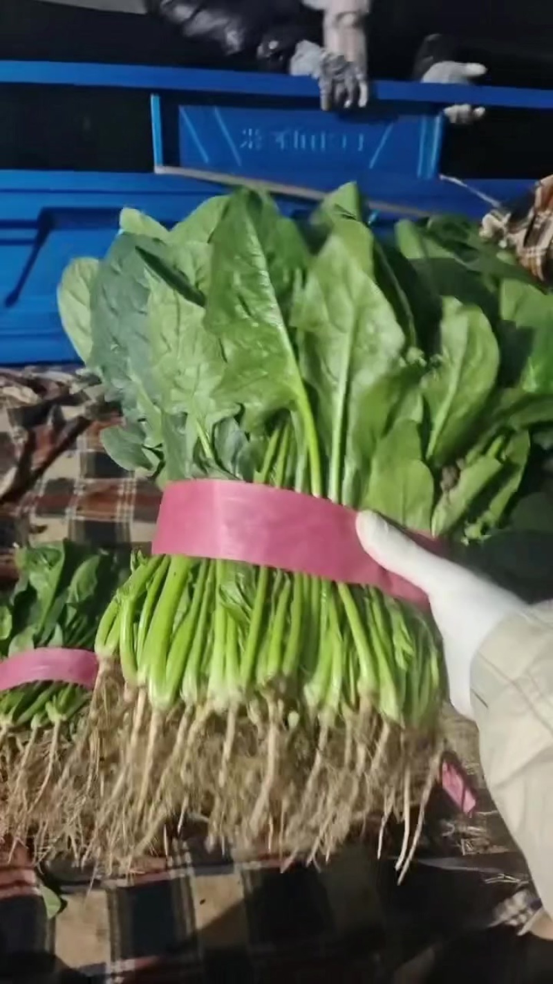 大叶菠菜