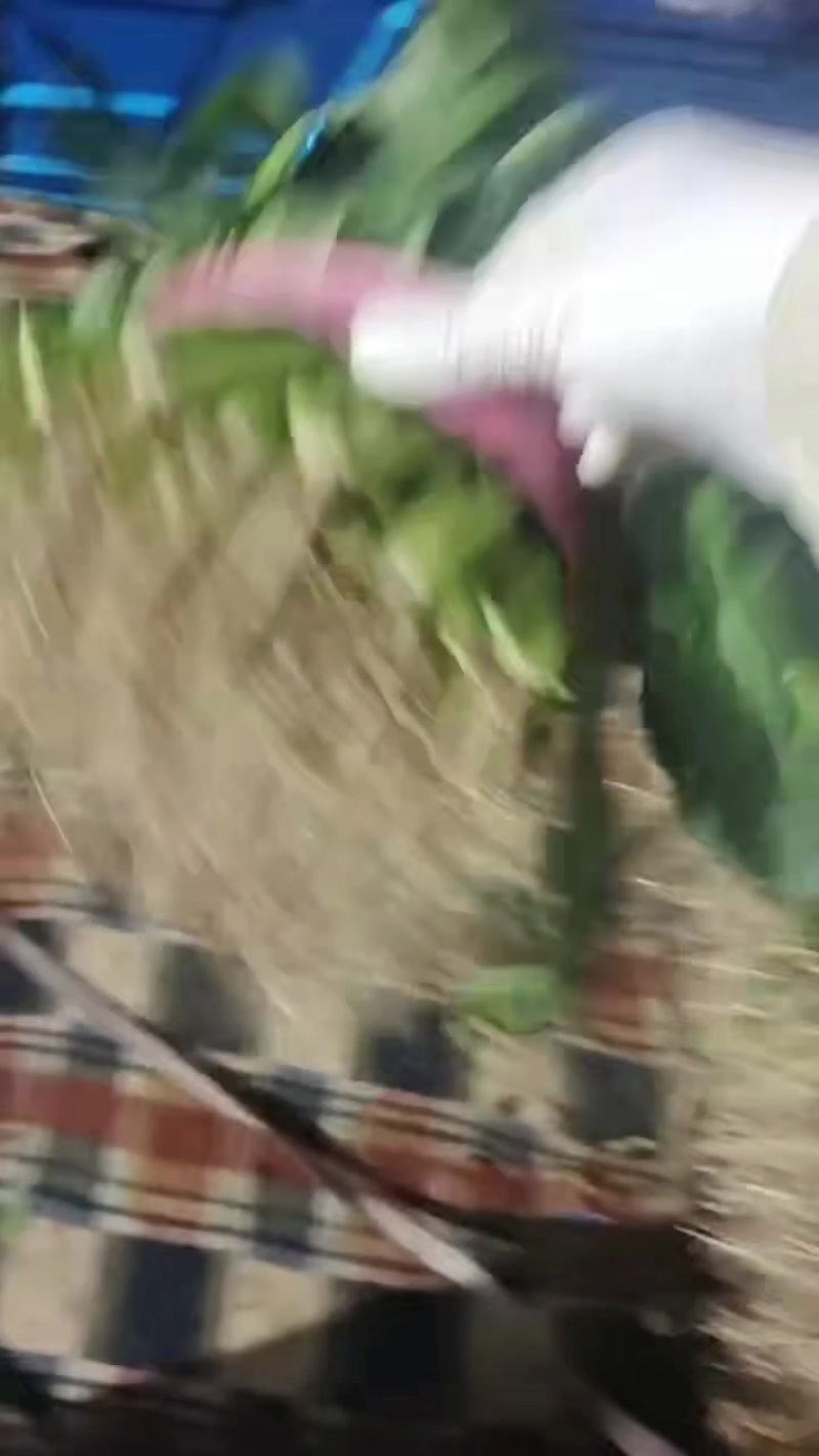 大叶菠菜