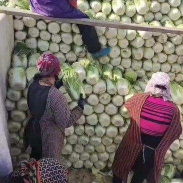 黄心大白菜