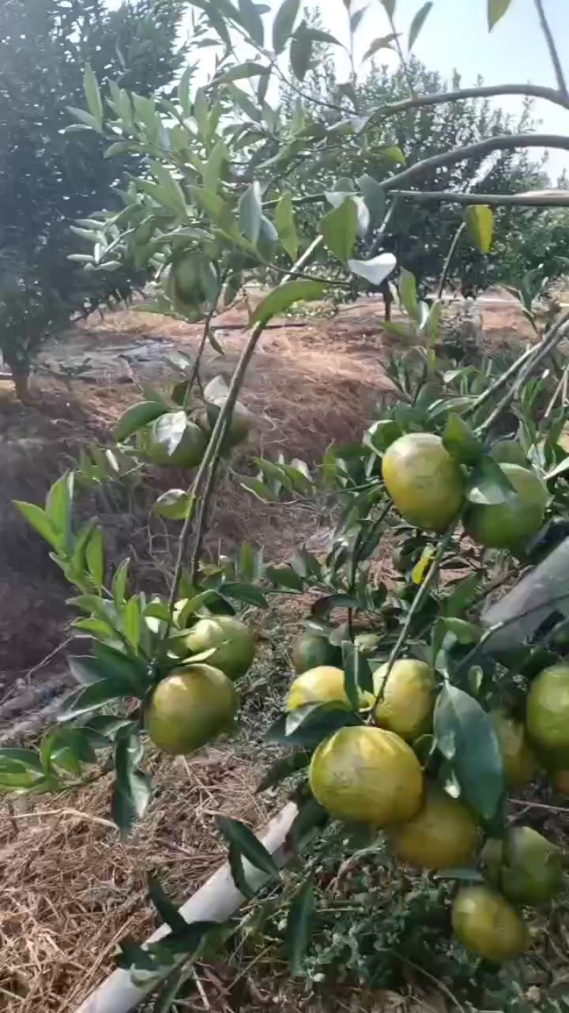 新会柑