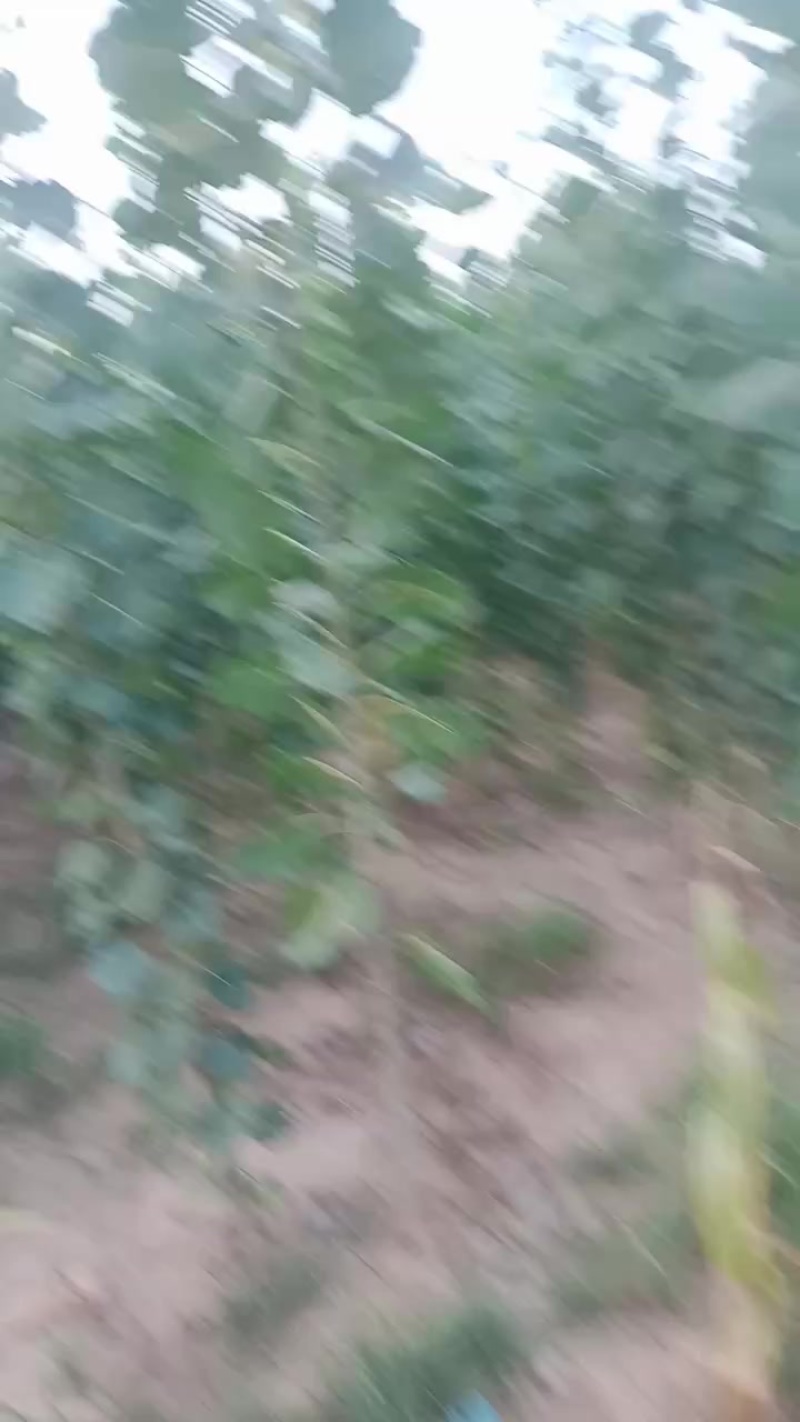 杨树苗