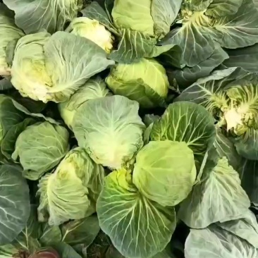 圆包菜上市了