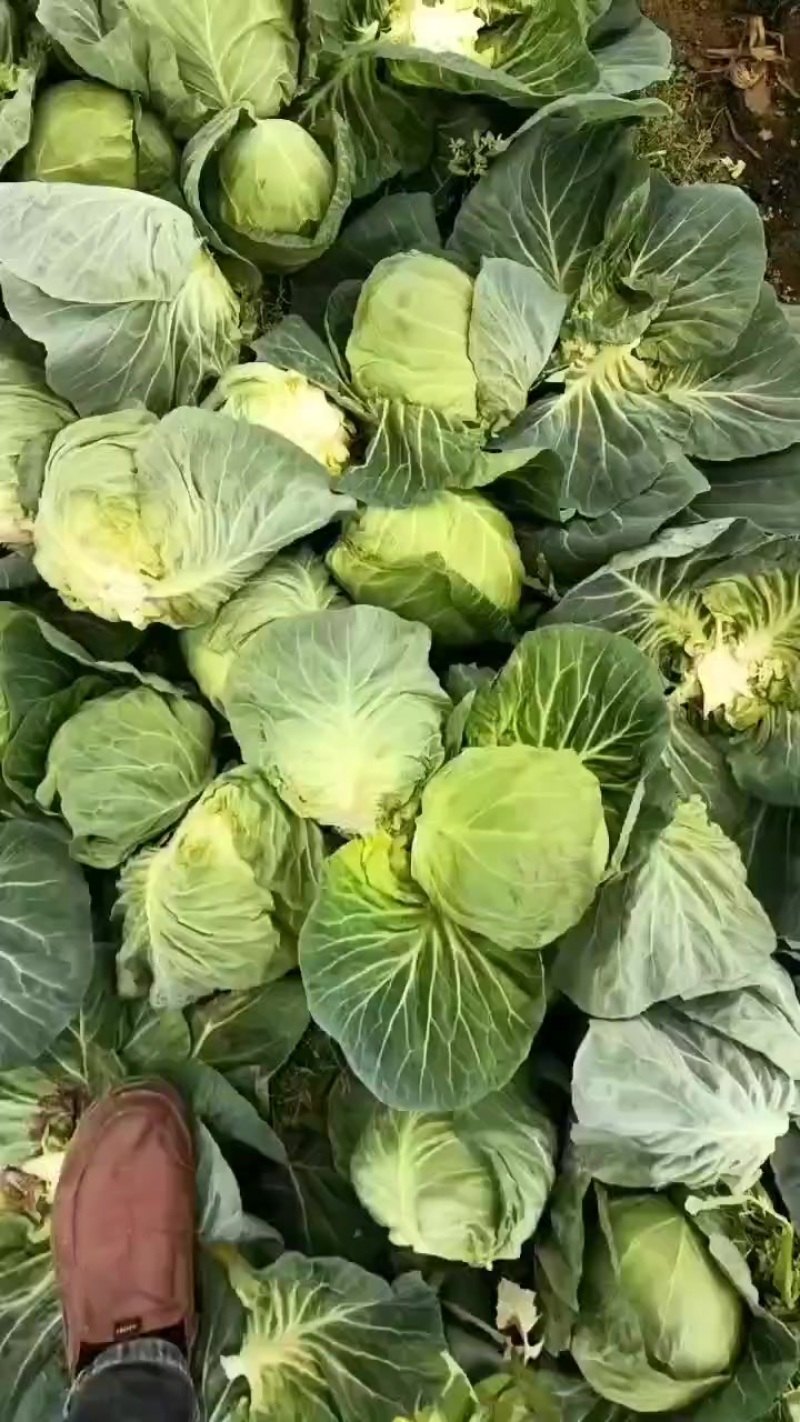 圆包菜上市了