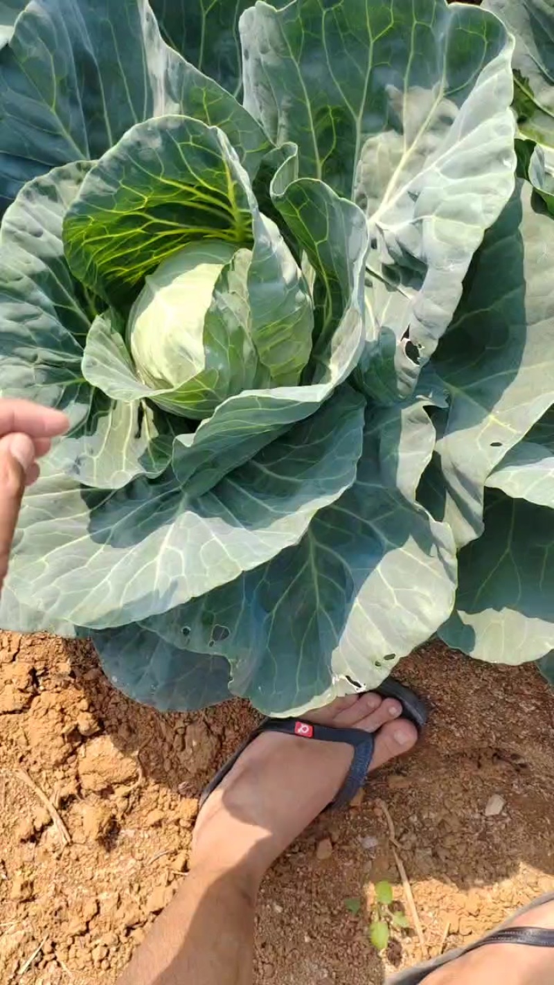 圆包菜上市了