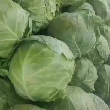 辽宁甘蓝