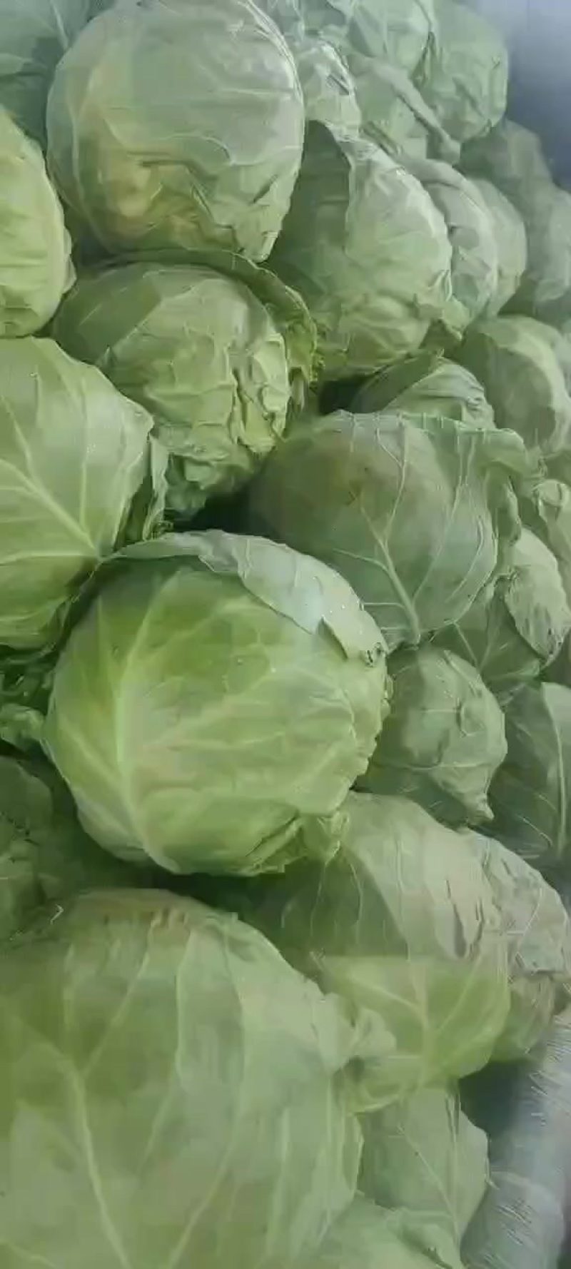 辽宁甘蓝