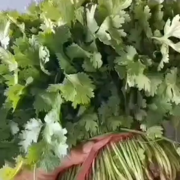 香菜