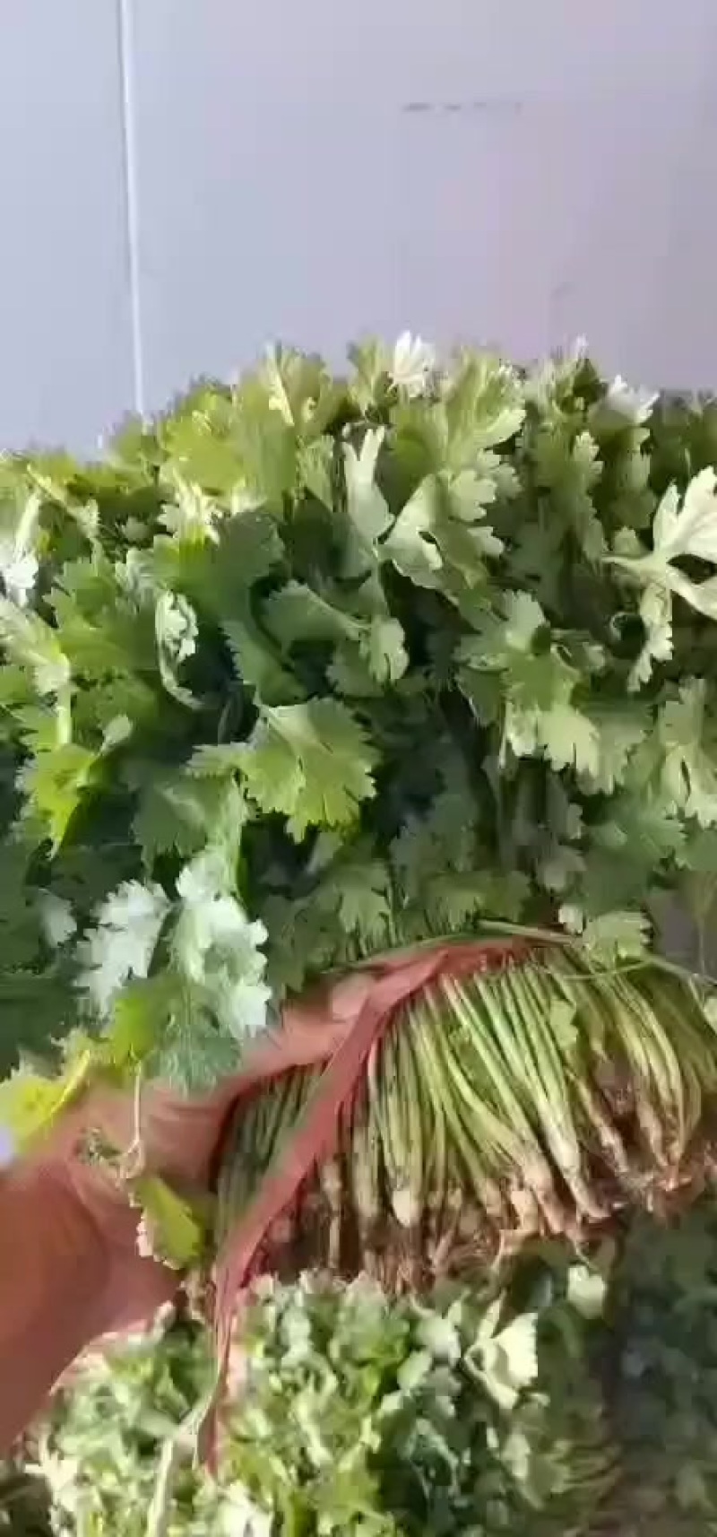 香菜