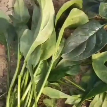 辽宁菠菜
