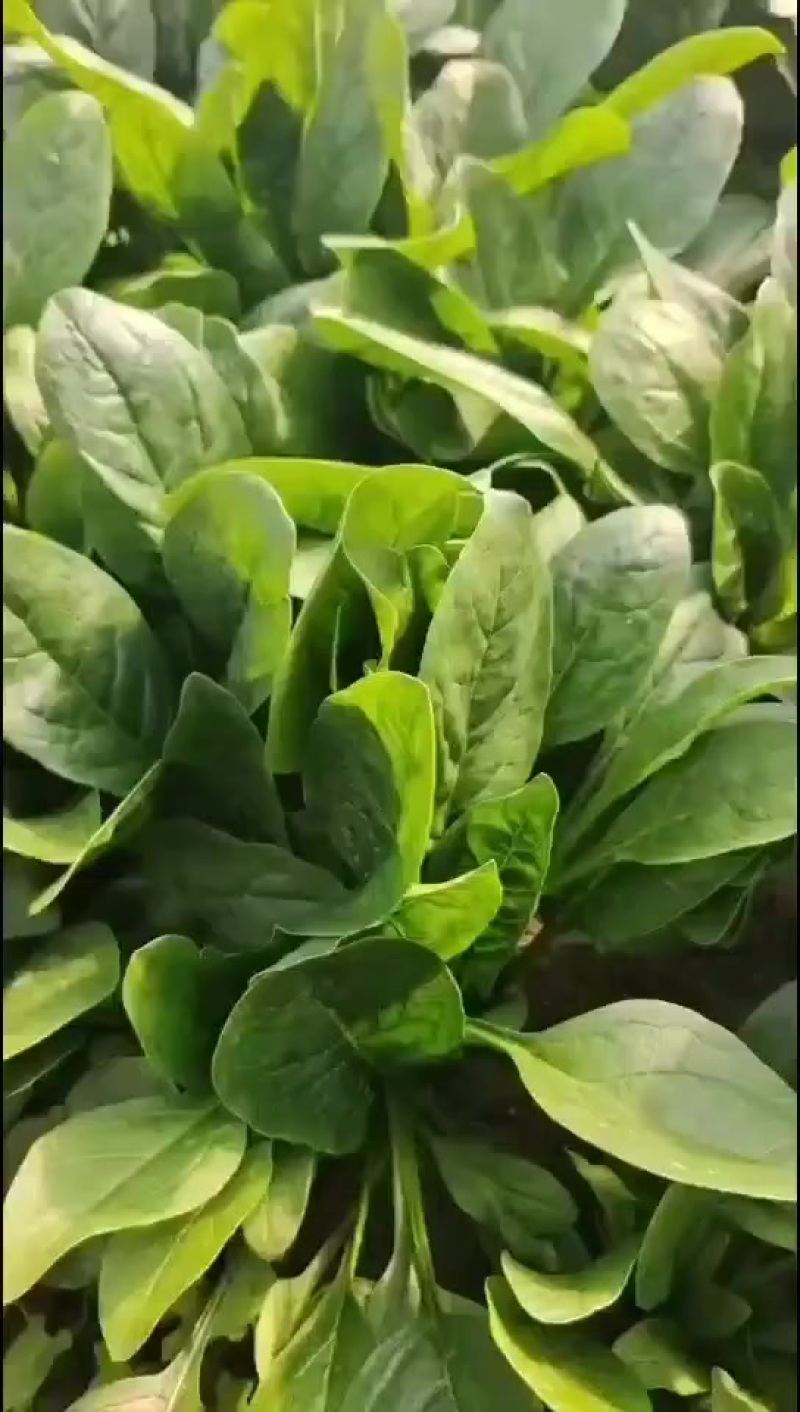 辽宁菠菜