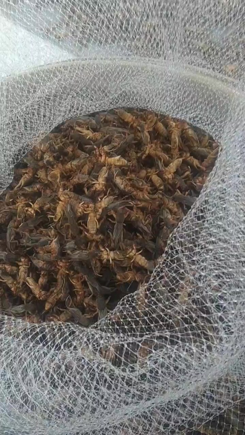 蝼蛄速冻