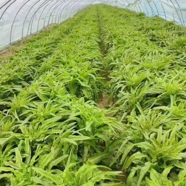 砀山县红叶莴笋大量上市了，无空心，质量杠杠的，货源充足