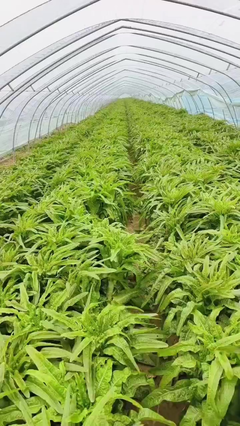 砀山县红叶莴笋大量上市了，无空心，质量杠杠的，货源充足