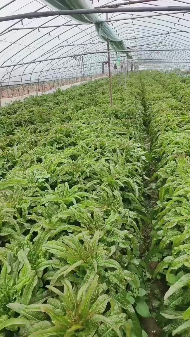 砀山县红叶莴笋大量上市了，无空心，质量杠杠的，货源充足