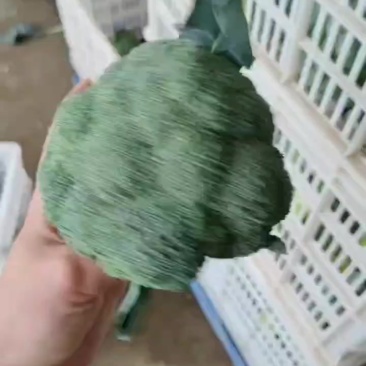 精品西兰花大量供应中
