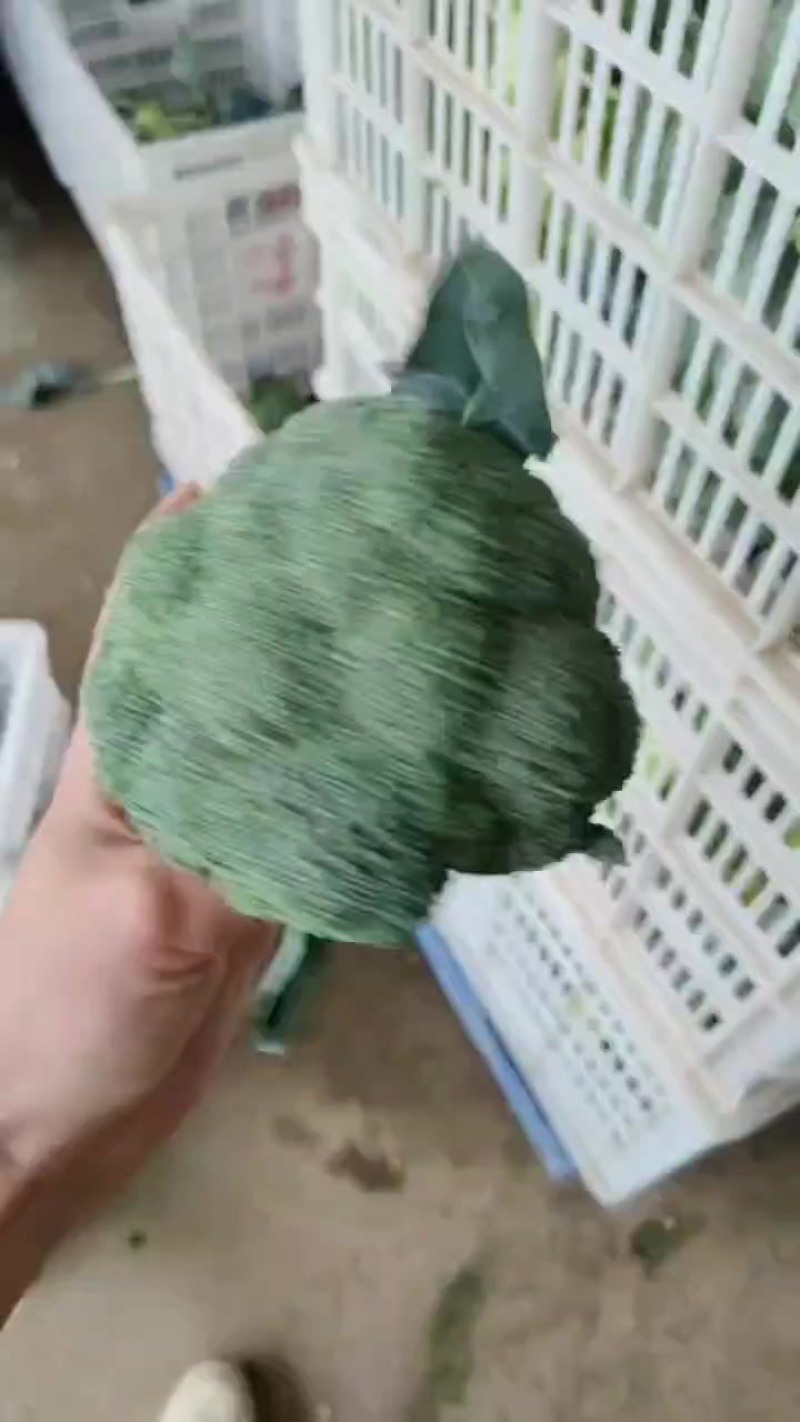 精品西兰花大量供应中
