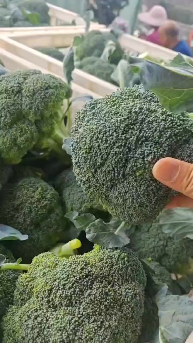 精品西兰花大量供应中