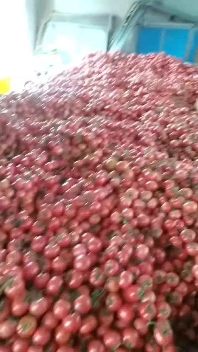 西红柿