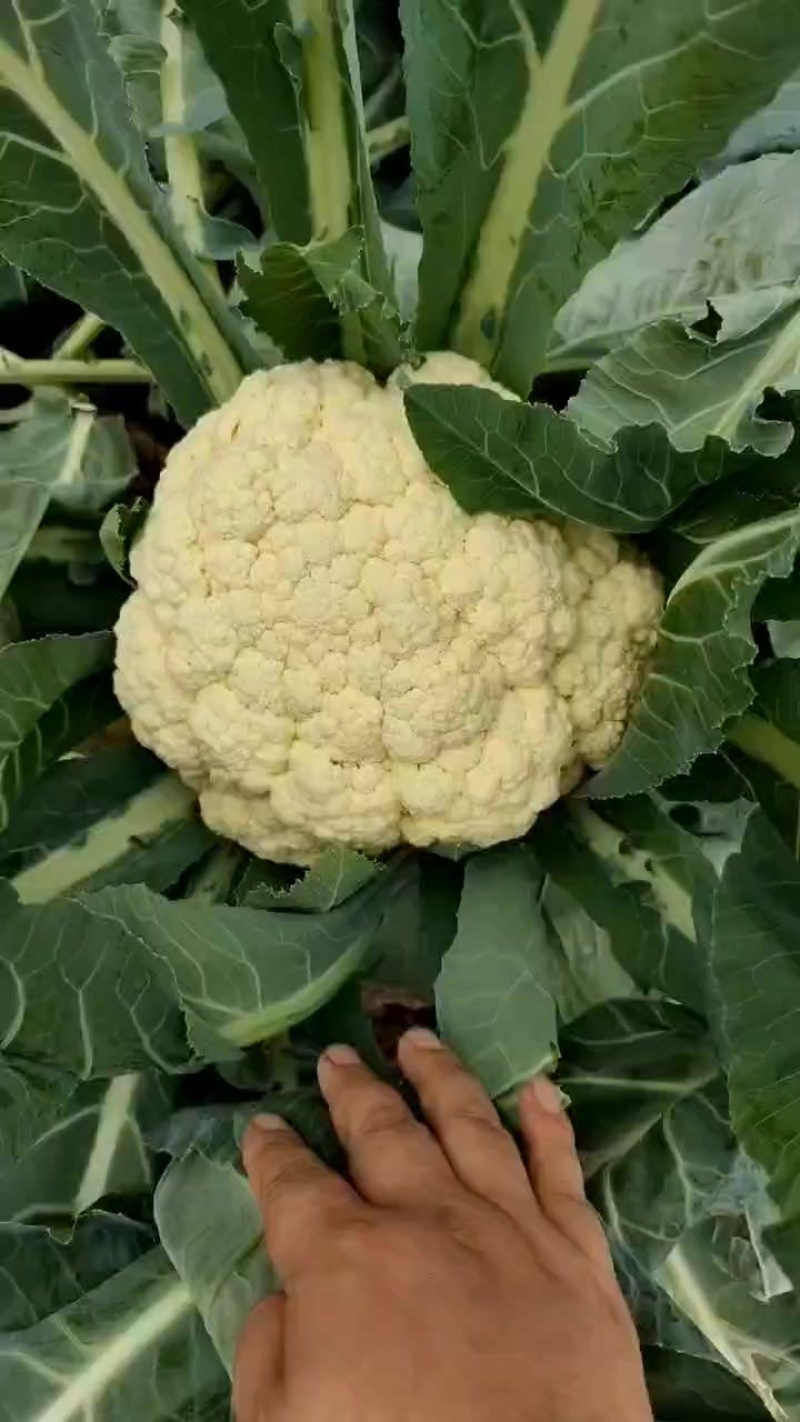 有机花便宜啦质量好量大
