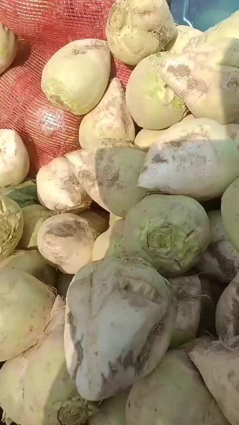 芥菜头，瘩大，大量上市中有需要老板联系我哦