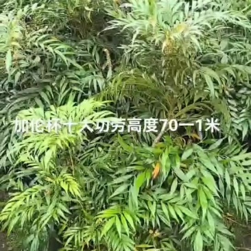 加伦杯十大功劳
