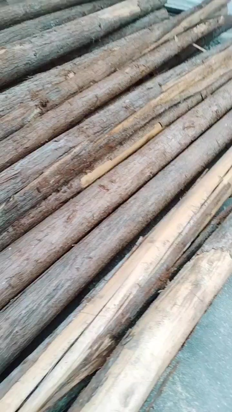 重庆杉木