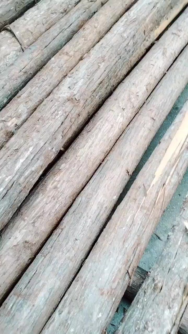 重庆杉木
