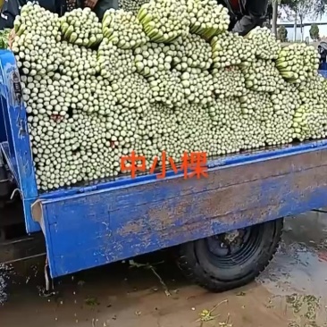 精品芹菜