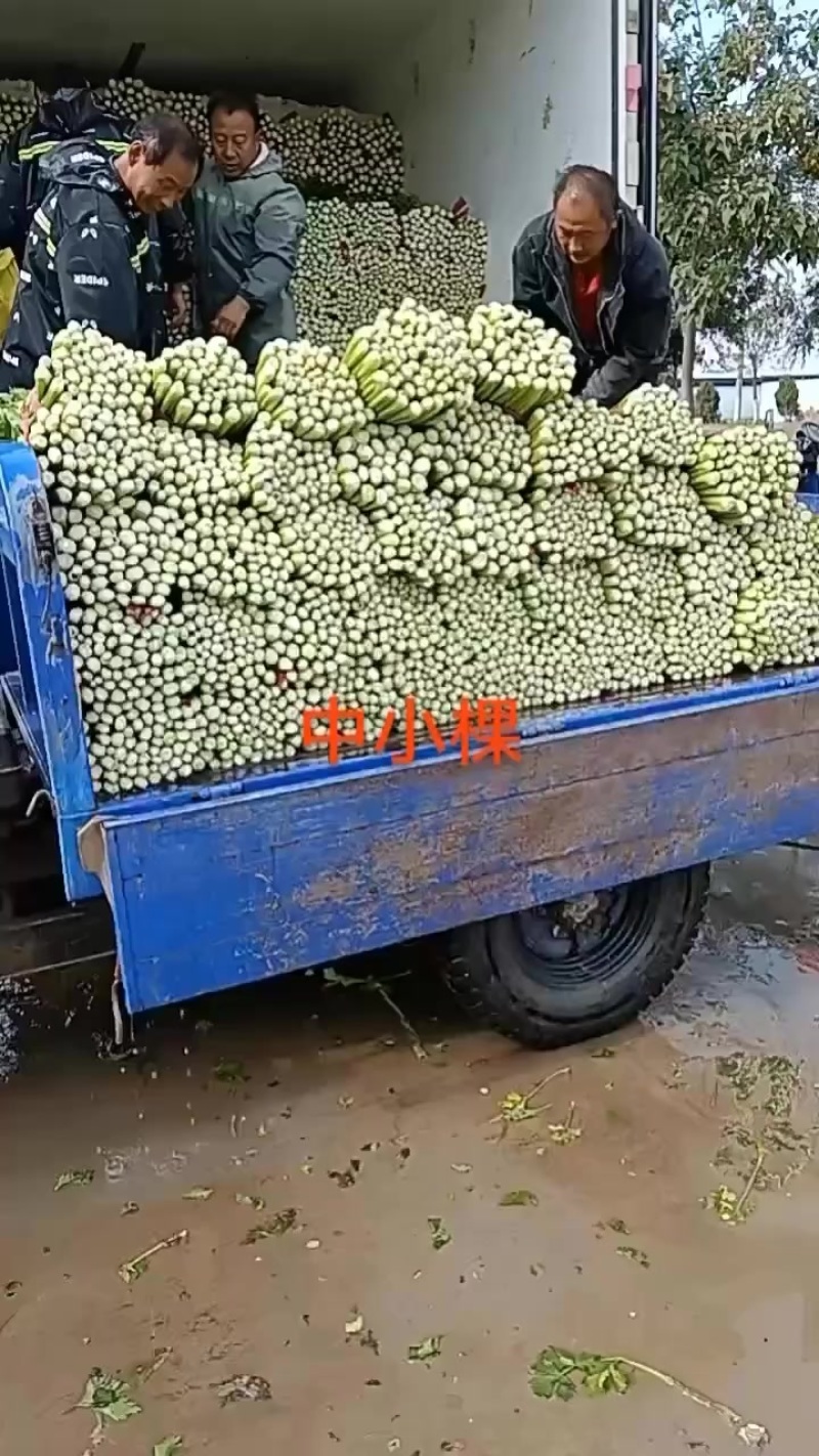 精品芹菜