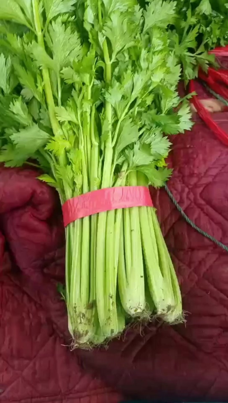 精品芹菜